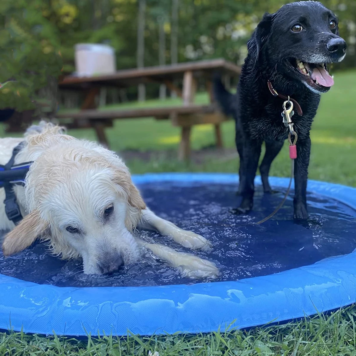 Pawsome Puddle Splash Pad