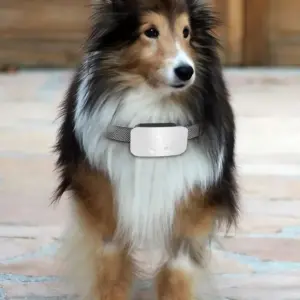 Petootsy Smart Dog Anti-Bark Collar