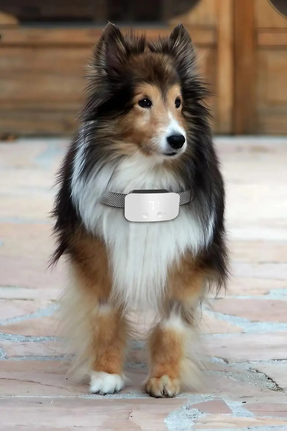 Petootsy Smart Dog Anti-Bark Collar