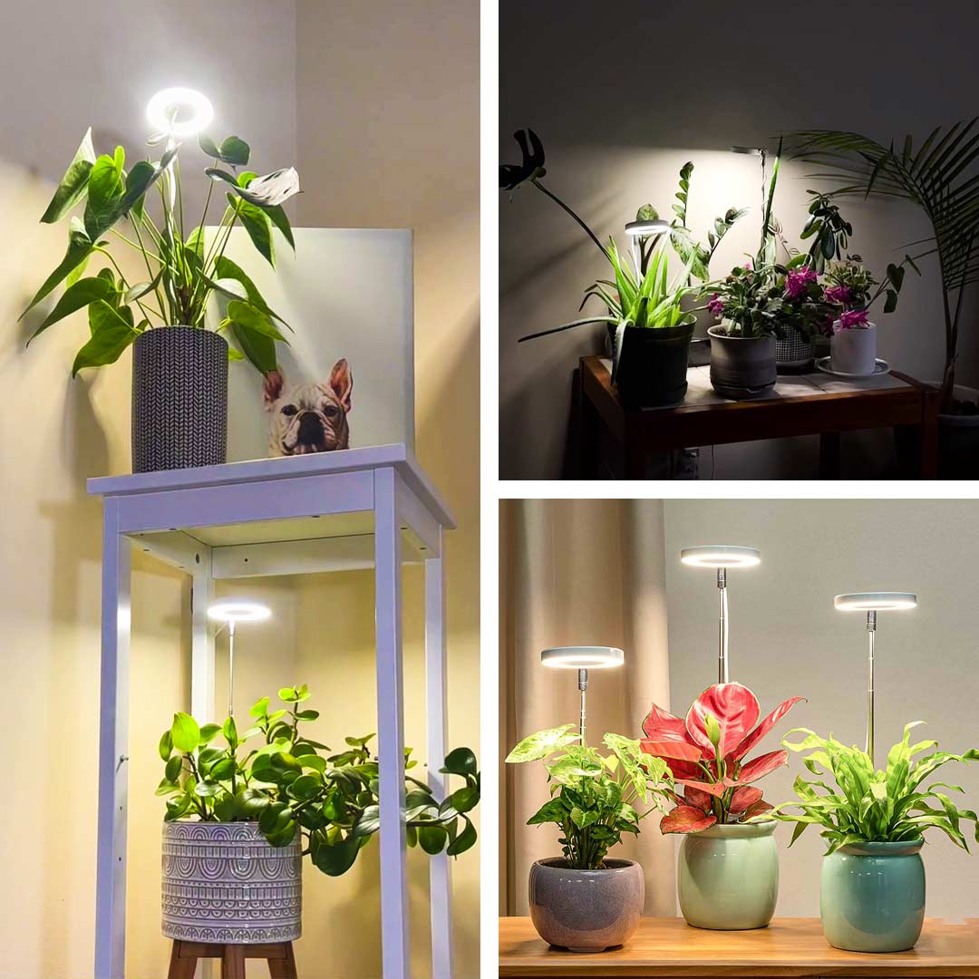 ThriveBeam – Flourish with Indoor Sun